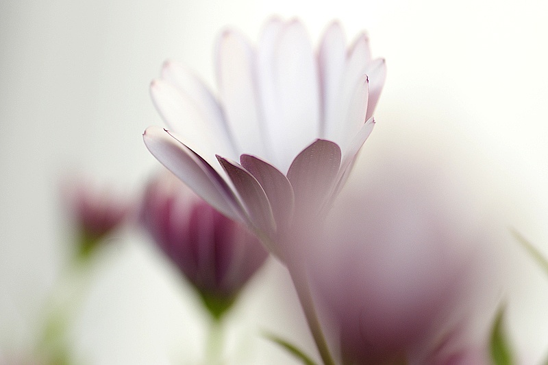 blur lila blomma 