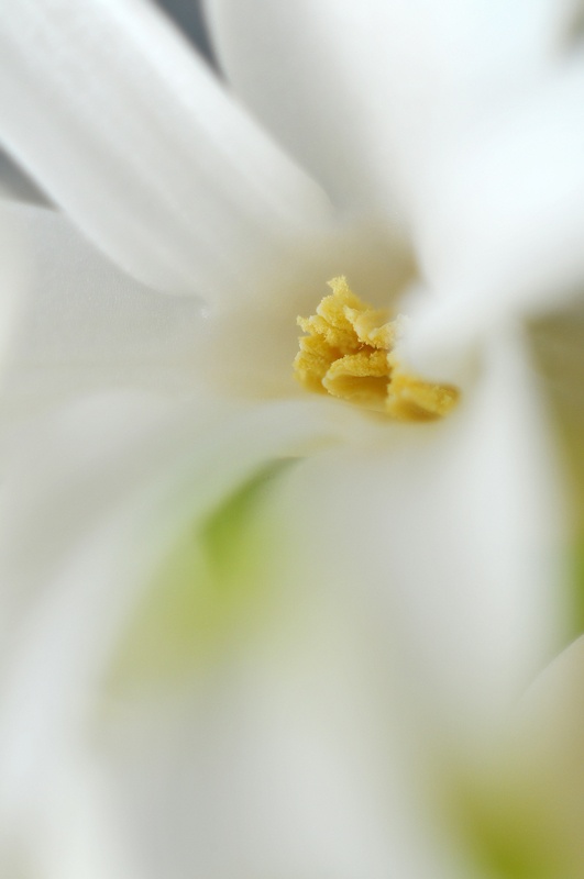 creamy blomma vit macro