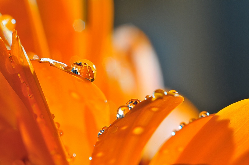 orange drops orange blomma vattendroppe macro