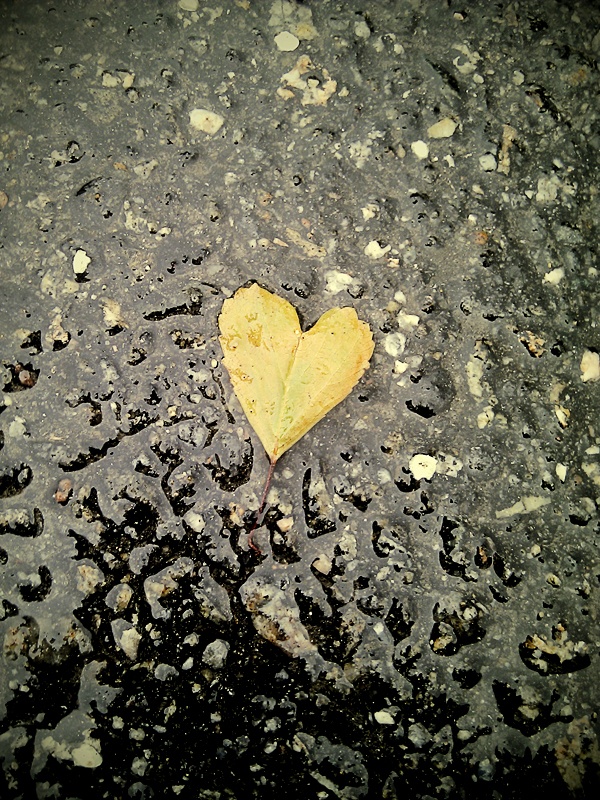 rain hjärta löv regn blött 