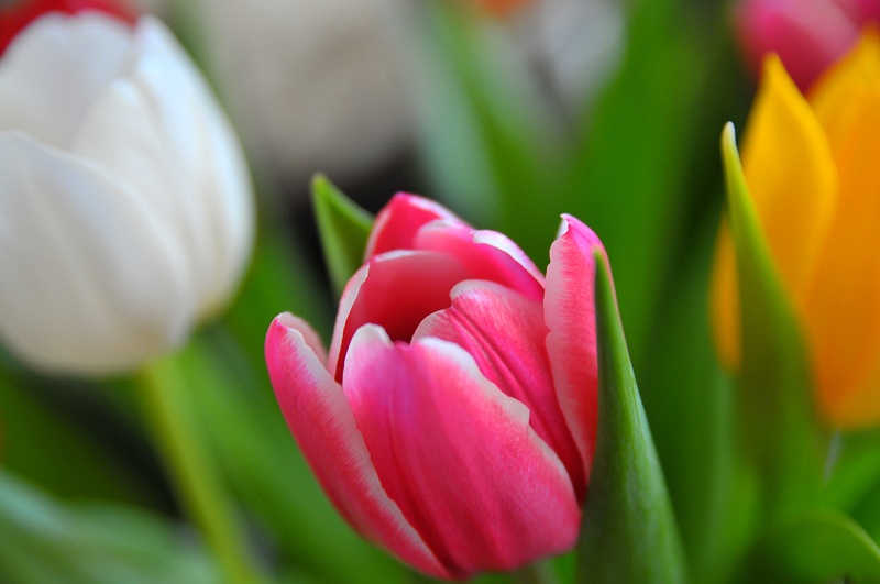 rainbow tulips tulpan blomma blommor 