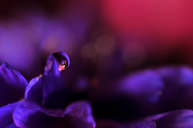 violet drop vattendroppe blomma macro