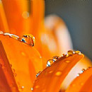 Orange Drops 