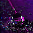 Purple Drop 