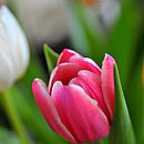 Rainbow Tulips 